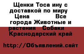 Щенки Тоса-ину с доставкой по миру › Цена ­ 68 000 - Все города Животные и растения » Собаки   . Краснодарский край